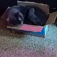Mommas is registered to the contest to win money with this photo: animal, cardboard_box, carpet, cat, cozy, curled_up, cute, domestic_cat, feline, fur, gray_cat, home, indoor, pet, quiet, relaxation, resting, sleeping, small_box, snug