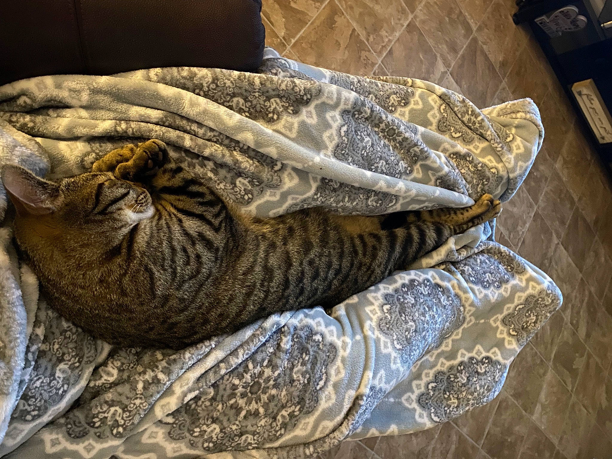 Oliver joined the competition — help win amazing prizes! cat, cat_bed, comfort, domestic_short_haired_cat, felidae, fur, linens, nap, pattern, rock, scaled_reptile, sleep, small_to_medium_sized_cats, tail, terrestrial_animal, thread, whiskers, wood, wool, woolen