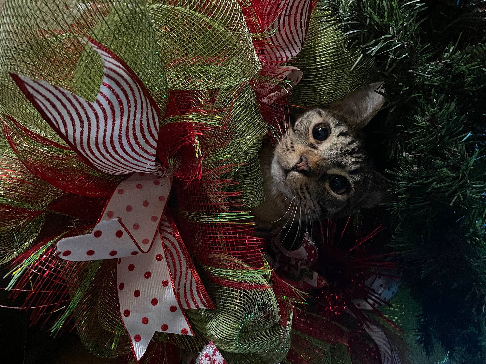 Oliver is registered to the contest to win money with this photo: art, carmine, carnivore, cat, christmas_ornament, christmas_tree, close_up, event, fawn, felidae, holiday_ornament, illustration, magenta, organism, ornament, pattern, petal, small_to_medium_sized_cats, terrestrial_plant, whiskers