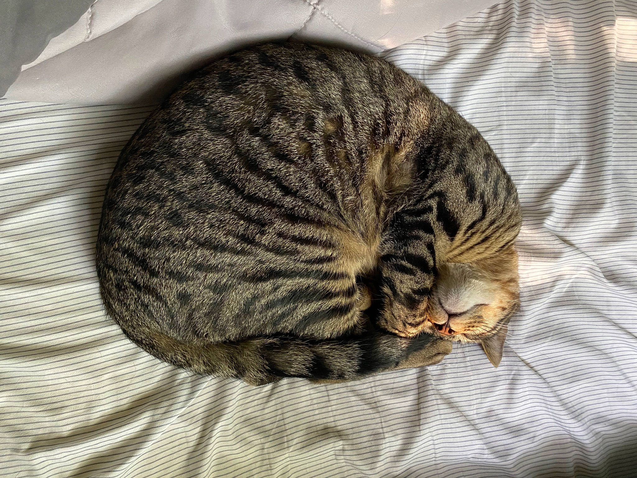 Oliver joined the competition — help win amazing prizes! carnivore, cat, cat_bed, circle, comfort, domestic_short_haired_cat, felidae, fur, grey, linens, nap, pattern, sleep, small_to_medium_sized_cats, snout, tail, terrestrial_animal, thread, whiskers, wildlife