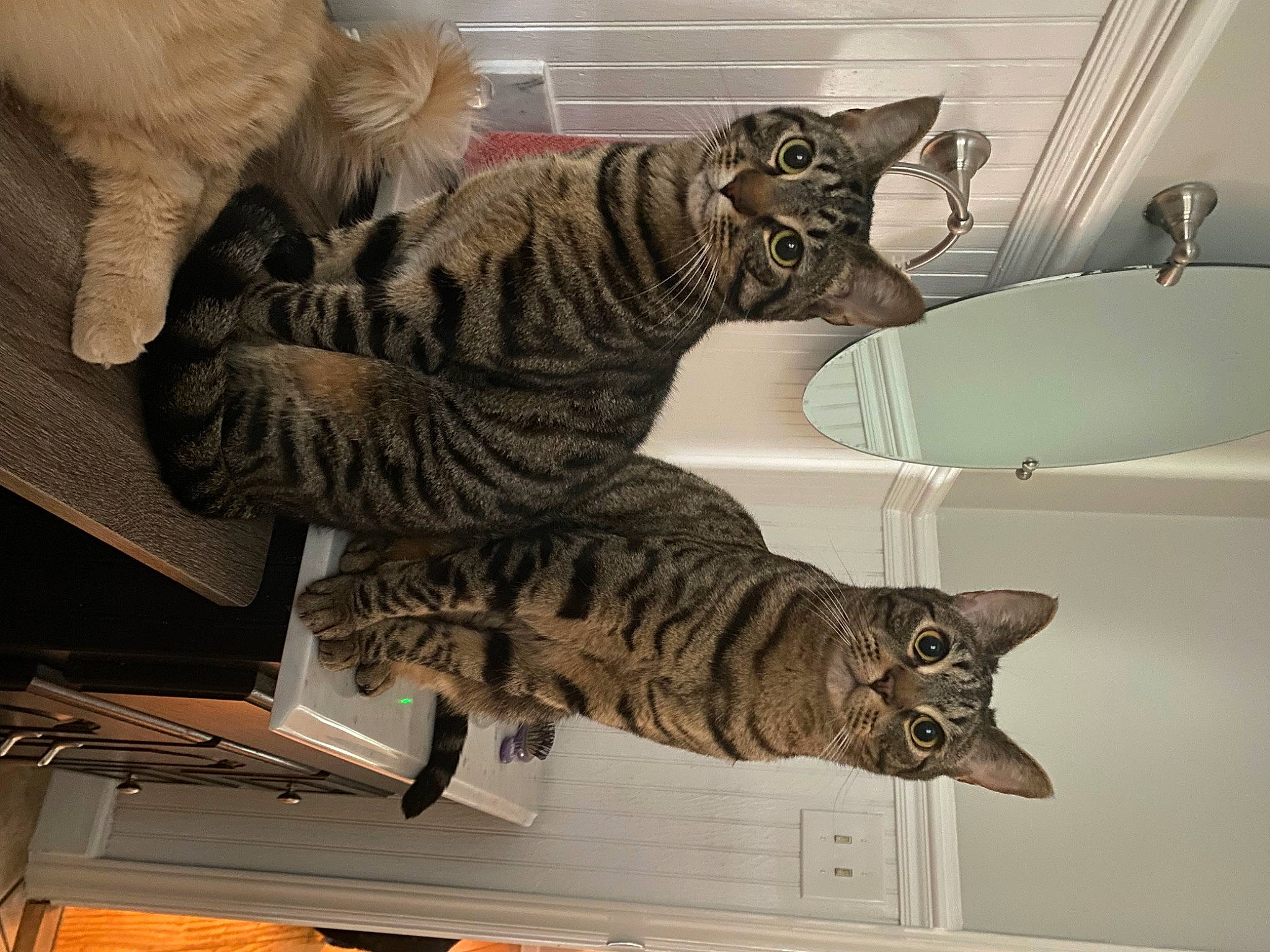 Oliver joined the competition — help win amazing prizes! carnivore, cat, claw, comfort, domestic_short_haired_cat, felidae, fur, metal, military_camouflage, pattern, paw, small_to_medium_sized_cats, snout, tail, terrestrial_animal, vertebrate, whiskers, window, wood