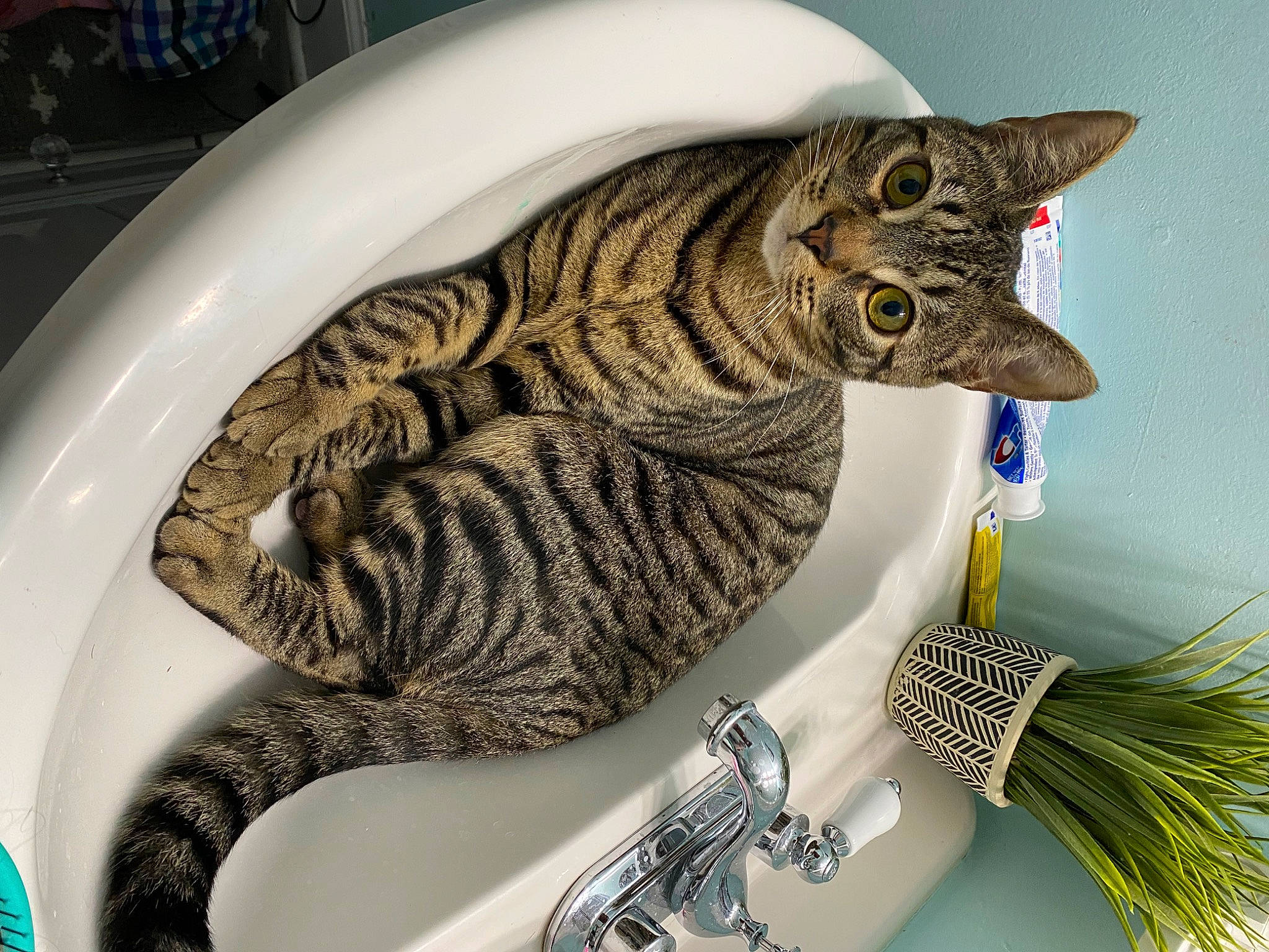 Oliver is registered to the contest to win money with this photo: art, artifact, carnivore, cat, cone, conifer, costume_hat, dishware, event, fashion_accessory, felidae, fur, holiday_ornament, ornament, plant, serveware, small_to_medium_sized_cats, tail, vertebrate, whiskers