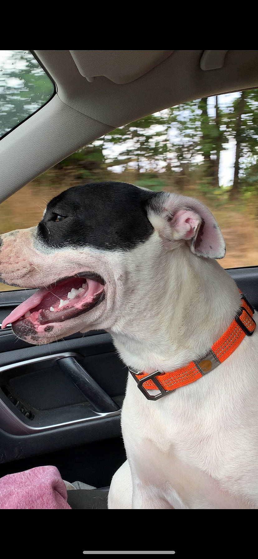 Stormie is registered to the contest to win money with this photo: car, carnivore, collar, companion_dog, dog, dog_breed, dog_collar, dog_supply, eyewear, fang, fawn, leash, mammal, smile, snout, sporting_group, tree, vehicle, vertebrate, whiskers