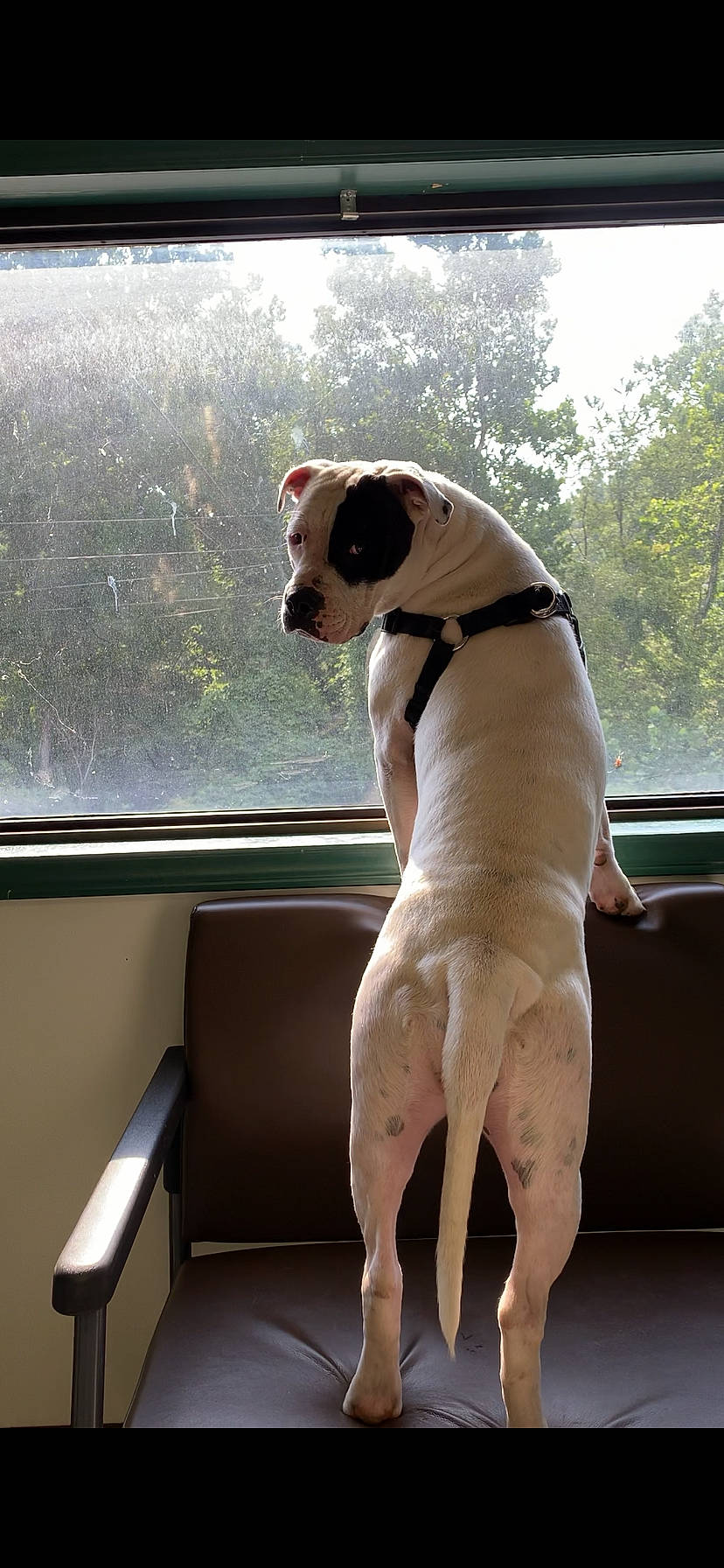 Stormie joined the competition — help win amazing prizes! canidae, carnivore, collar, companion_dog, dog, dog_breed, dog_collar, dog_supply, eyewear, fawn, leash, pet_supply, snout, sporting_group, sunglasses, tail, tints_and_shades, vehicle, window, working_animal