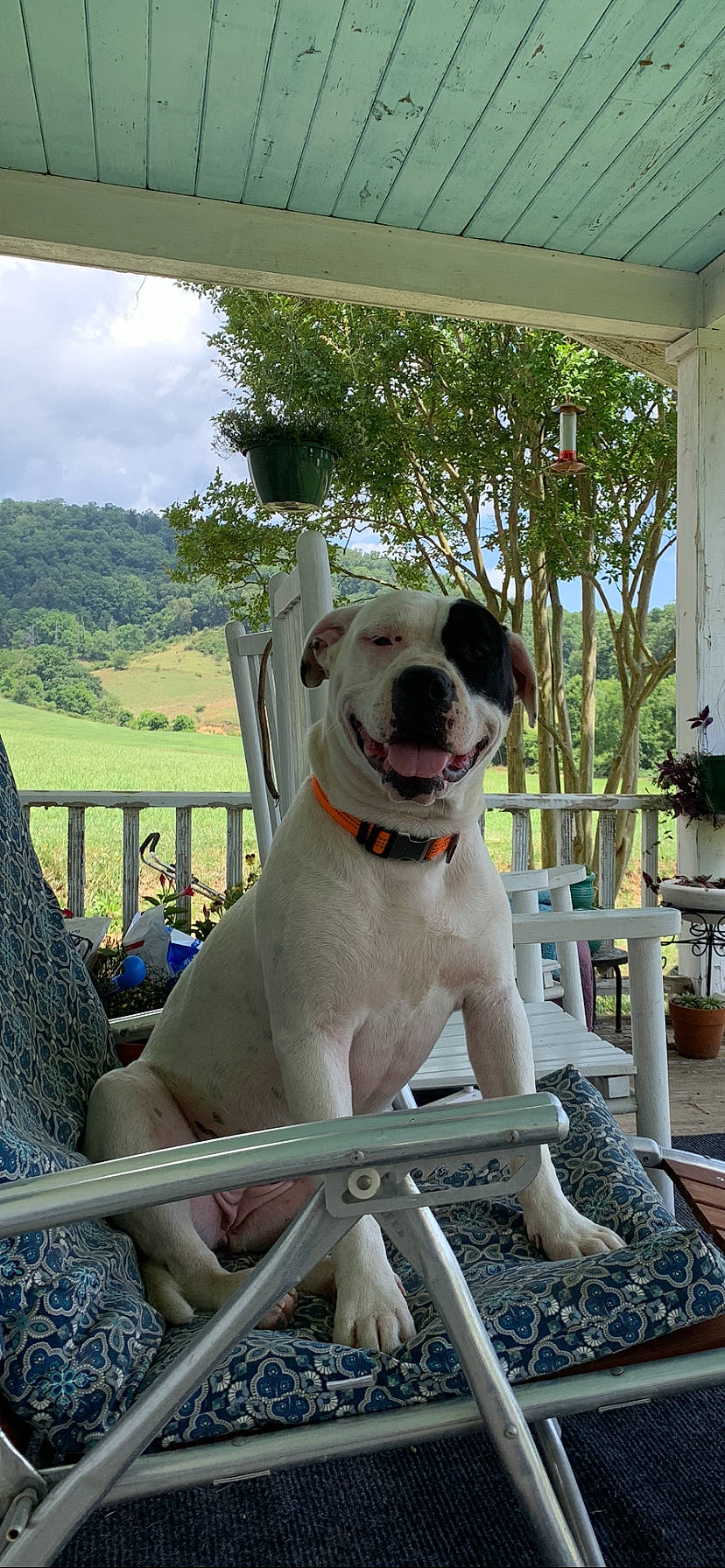 Stormie joined the competition — help win amazing prizes! canidae, carnivore, cloud, collar, companion_dog, dog, dog_breed, dog_collar, dog_supply, fawn, flowerpot, leisure, pet_supply, plant, sky, snout, sporting_group, stool, tree, working_animal