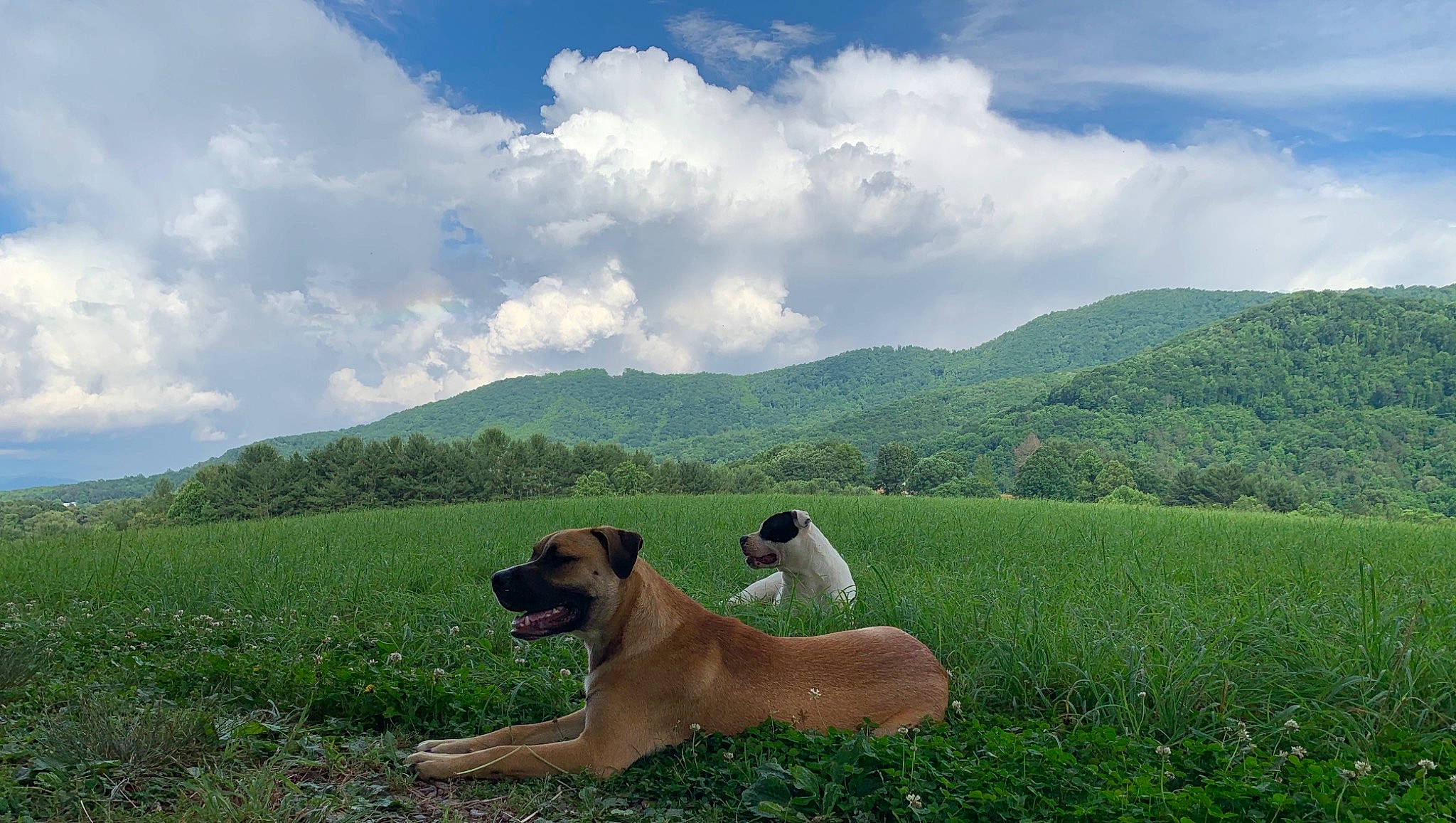 Ruger joined the competition — help win amazing prizes! carnivore, cloud, companion_dog, cumulus, dog, dog_breed, fawn, grass, grassland, landscape, meadow, mountain, mountainous_landforms, natural_landscape, people_in_nature, plant, sky, slope, tree, working_animal