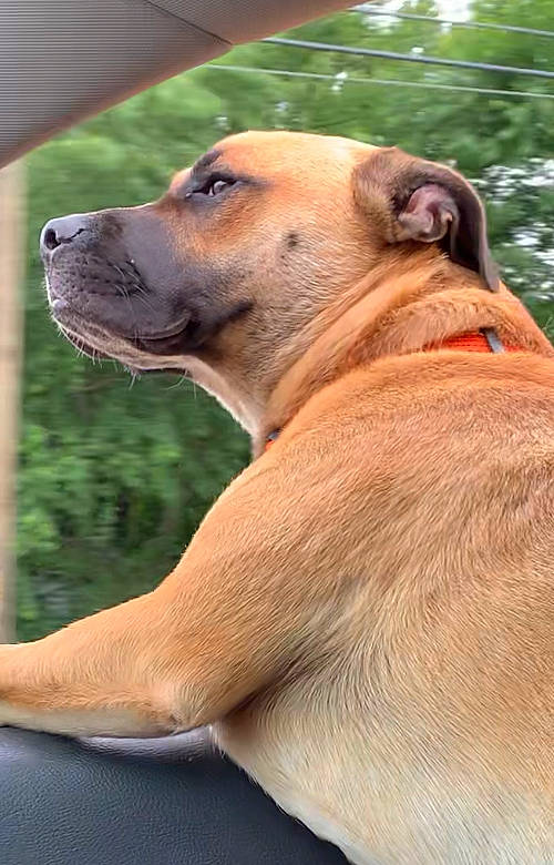 Ruger joined the competition — help win amazing prizes! canidae, carnivore, collar, companion_dog, dog, dog_breed, dog_collar, dog_supply, fawn, fur, grass, liver, pet_supply, plant, snout, sporting_group, terrestrial_animal, whiskers, wood, working_animal