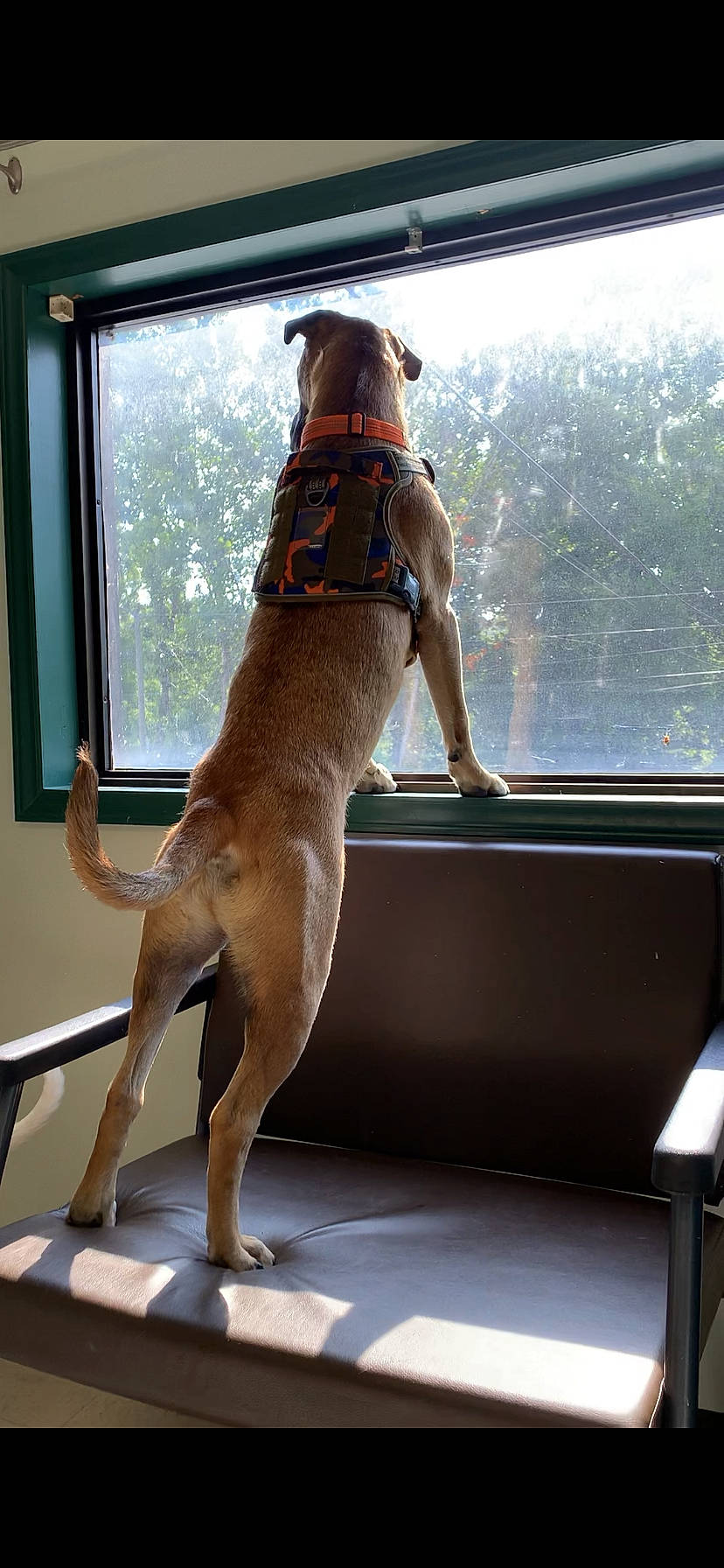 Ruger is registered to the contest to win money with this photo: canidae, carnivore, collar, companion_dog, dog, dog_breed, dog_collar, door, elbow, fawn, fixture, human_leg, light, liver, pet_supply, shade, sporting_group, tail, window, working_dog