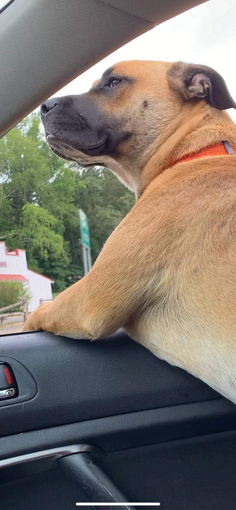 Ruger is registered to the contest to win money with this photo: automotive_mirror, carnivore, collar, companion_dog, dog, dog_breed, dog_collar, dog_supply, fawn, hood, light, motor_vehicle, pet_supply, rear_view_mirror, snout, terrestrial_animal, vehicle, vehicle_door, whiskers, windscreen_wiper