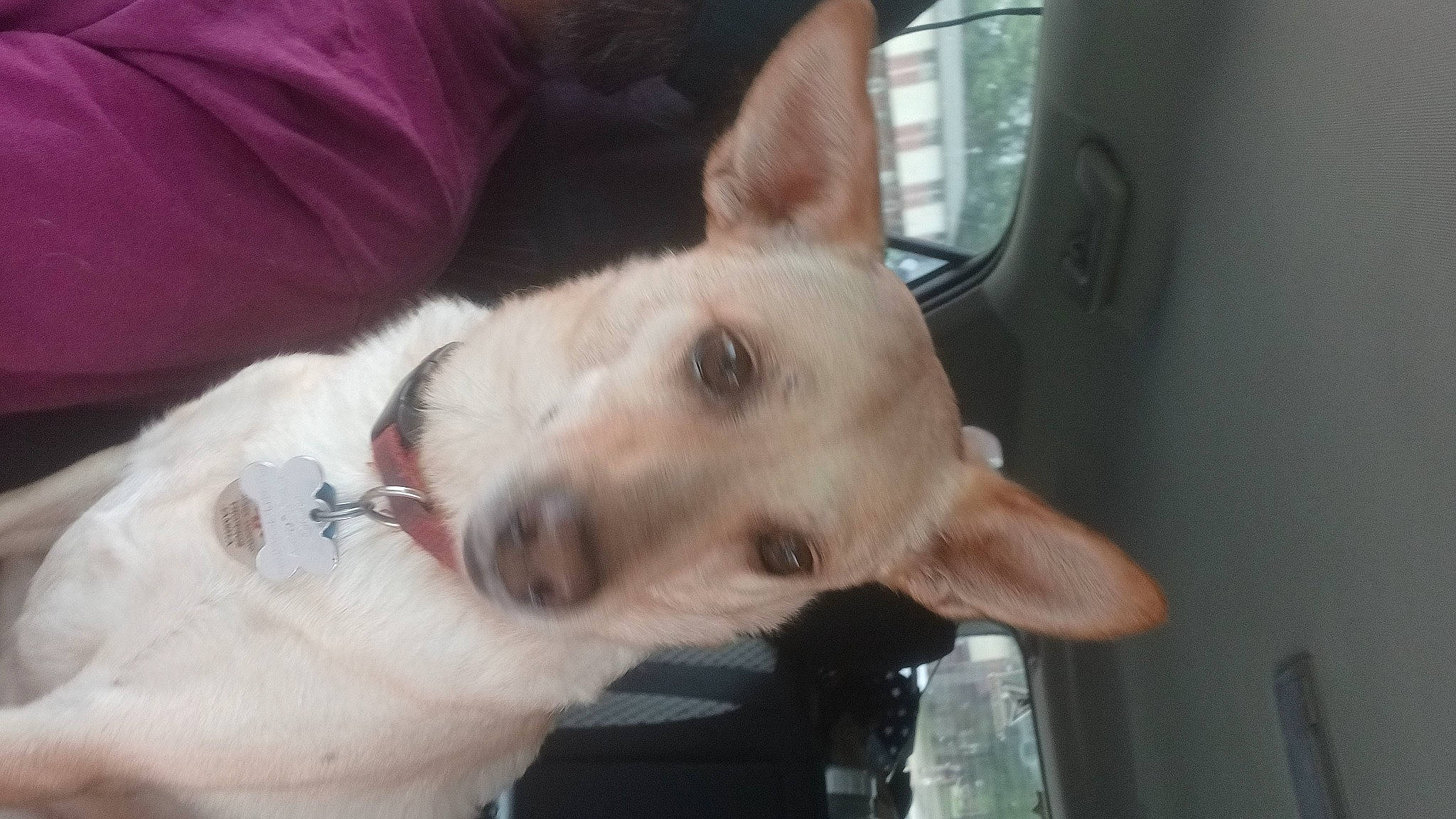 Brandy is registered to the contest to win money with this photo: carnivore, collar, comfort, companion_dog, dog, dog_breed, ear, fawn, felidae, fur, non_sporting_group, paw, tail, whiskers, working_animal