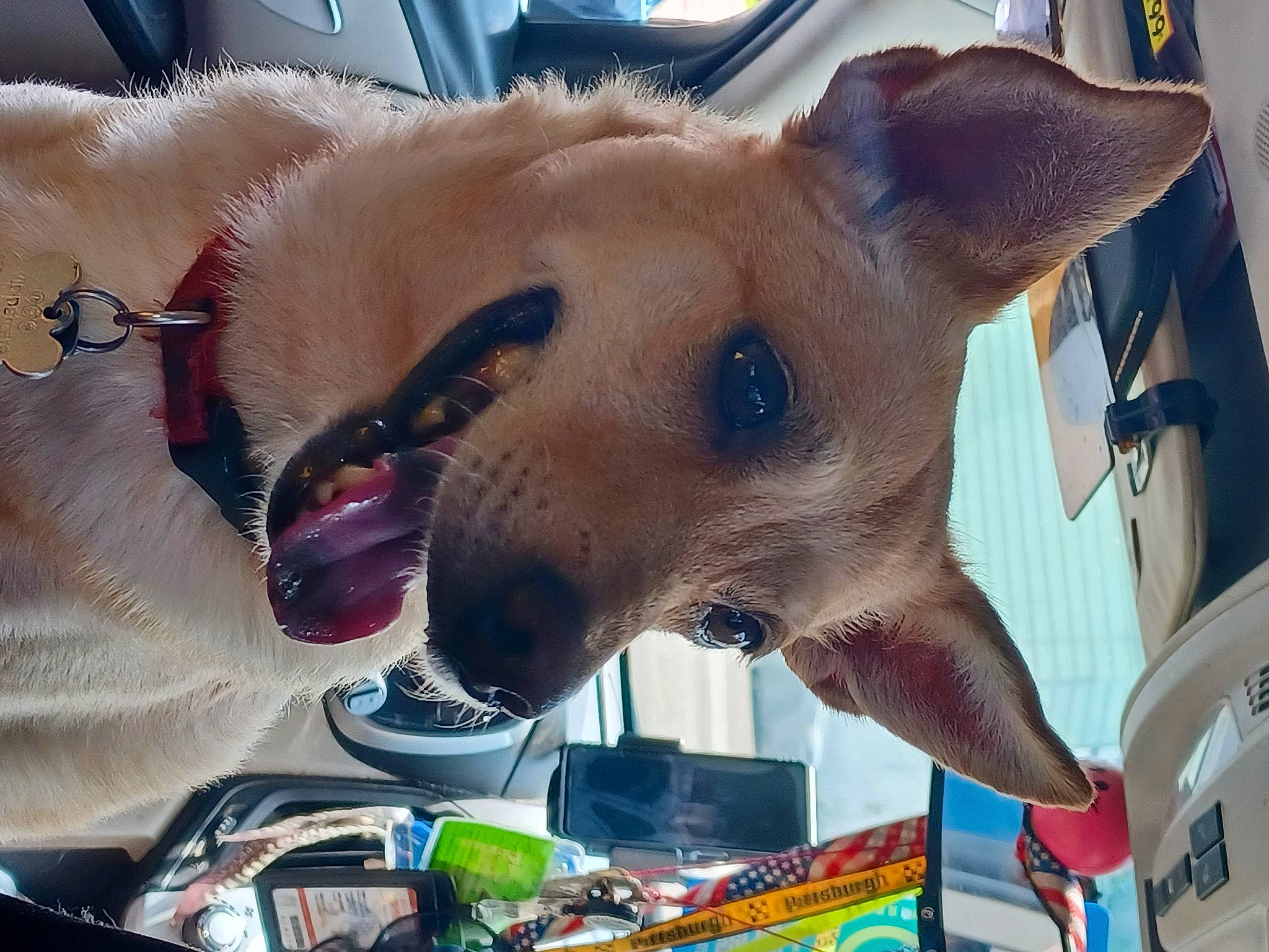 Brandy is registered to the contest to win money with this photo: canidae, carnivore, collar, companion_dog, dog, dog_breed, dog_collar, dog_supply, ear, fawn, fur, mammal, non_sporting_group, party_hat, photography, snout, sporting_group, toy_dog, whiskers, working_animal