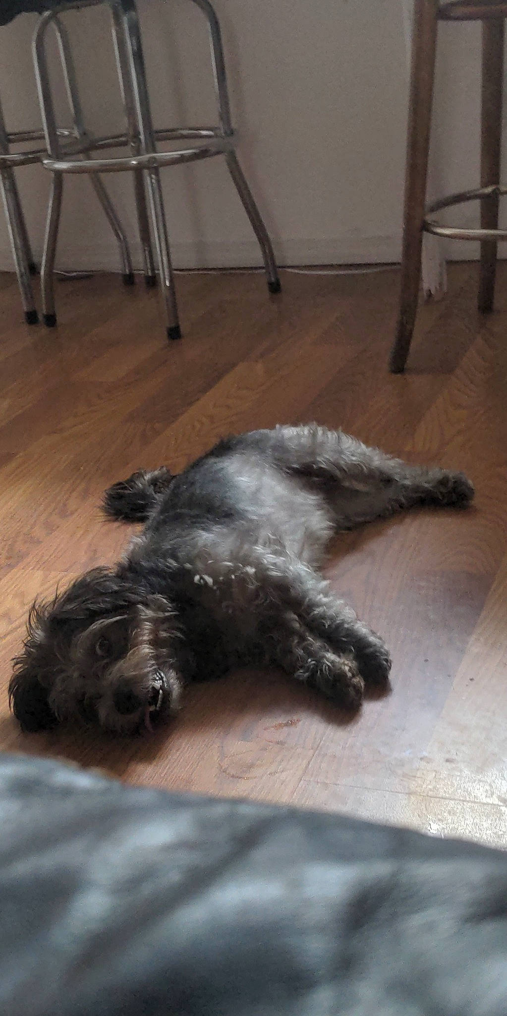 Toto joined the competition — help win amazing prizes! canidae, carnivore, chair, companion_dog, dog, dog_breed, floor, flooring, fur, grey, hardwood, liver, small_terrier, snout, sporting_group, tail, terrier, toy_dog, water_dog, working_animal