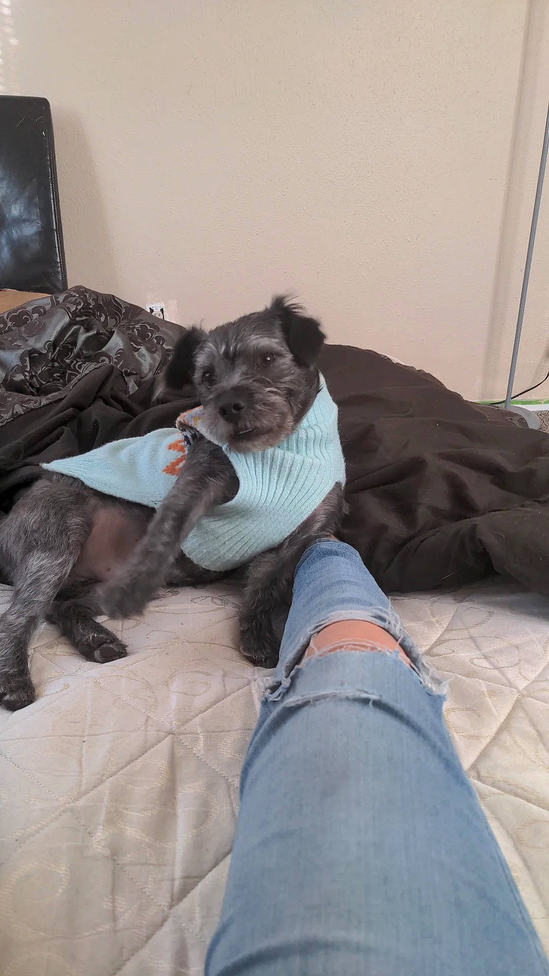 Toto is registered to the contest to win money with this photo: bedding, carnivore, comfort, companion_dog, curtain, dog, dog_breed, dog_supply, felidae, fur, grey, human_leg, linens, schnauzer, sitting, small_to_medium_sized_cats, sporting_group, toy_dog, vertebrate, whiskers