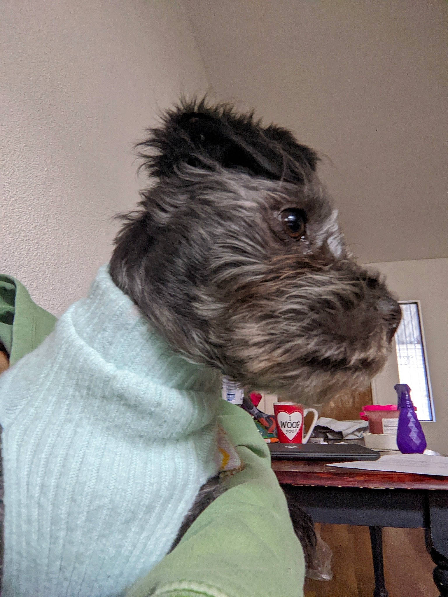 Toto is registered to the contest to win money with this photo: canidae, carnivore, collar, companion_dog, dog, dog_breed, dog_supply, ear, fur, kerry_blue_terrier, schnauzer, small_terrier, snout, sporting_group, standard_schnauzer, table, terrier, toy_dog, water_dog, working_animal