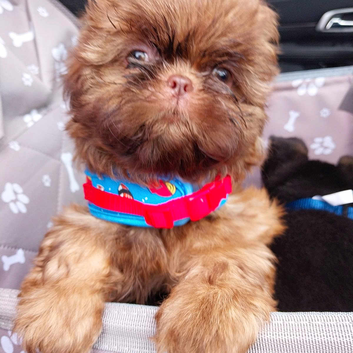 Comet joined the competition — help win amazing prizes! accessories, affenpinscher, animal, belt, canine, collar, cushion, dog, formalwear, homedecor, jewelry, necklace, pet, poodle, puppy, terrier, tie, whitedog
