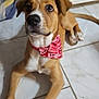Heïko participe au concours pour gagner de l'argent avec cette photo : dog, bandana, pet, indoor, floor, tile, brown_dog, white_markings, looking_up, cute, animal, canine, ears, paws, tail, young_dog, domestic, companion, laying, alert