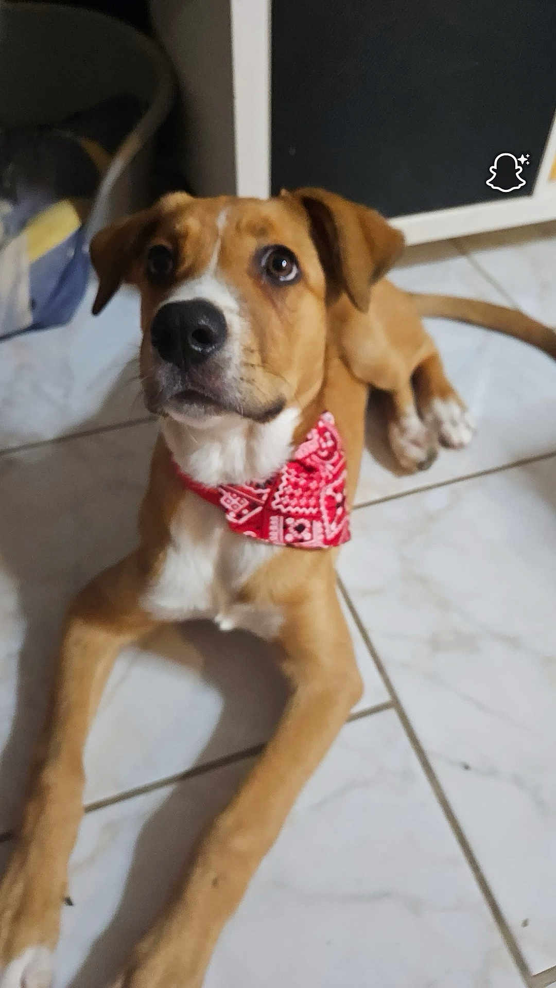 Heïko participe au concours pour gagner de l'argent avec cette photo : dog, bandana, pet, indoor, floor, tile, brown_dog, white_markings, looking_up, cute, animal, canine, ears, paws, tail, young_dog, domestic, companion, laying, alert