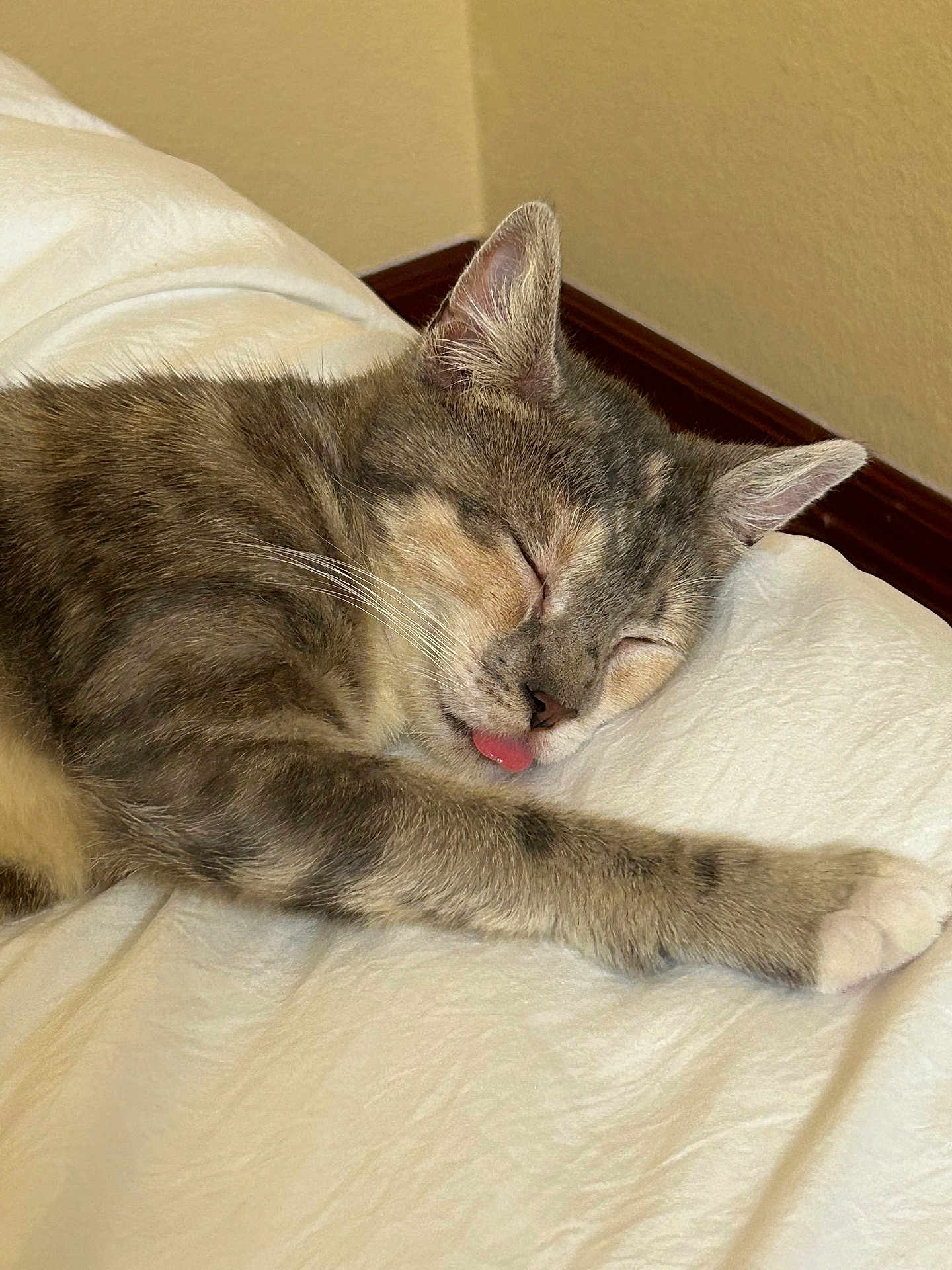 Momo is registered to the contest to win money with this photo: cat, sleeping, tongue_out, blanket, indoor, feline, cozy, fur, whiskers, paw, resting, cute, pet, animal, relaxation, home, wall, wood_trim, napping, peaceful