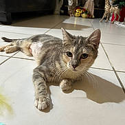 Momo joined the competition — help win amazing prizes! cat, tabby_cat, animal, pet, floor, tile_floor, indoor, holiday_decorations, ornaments, figurines, reindeer, christmas_decor, relaxed, lying_down, whiskers, curious, feline, domestic_animal, closeup, home