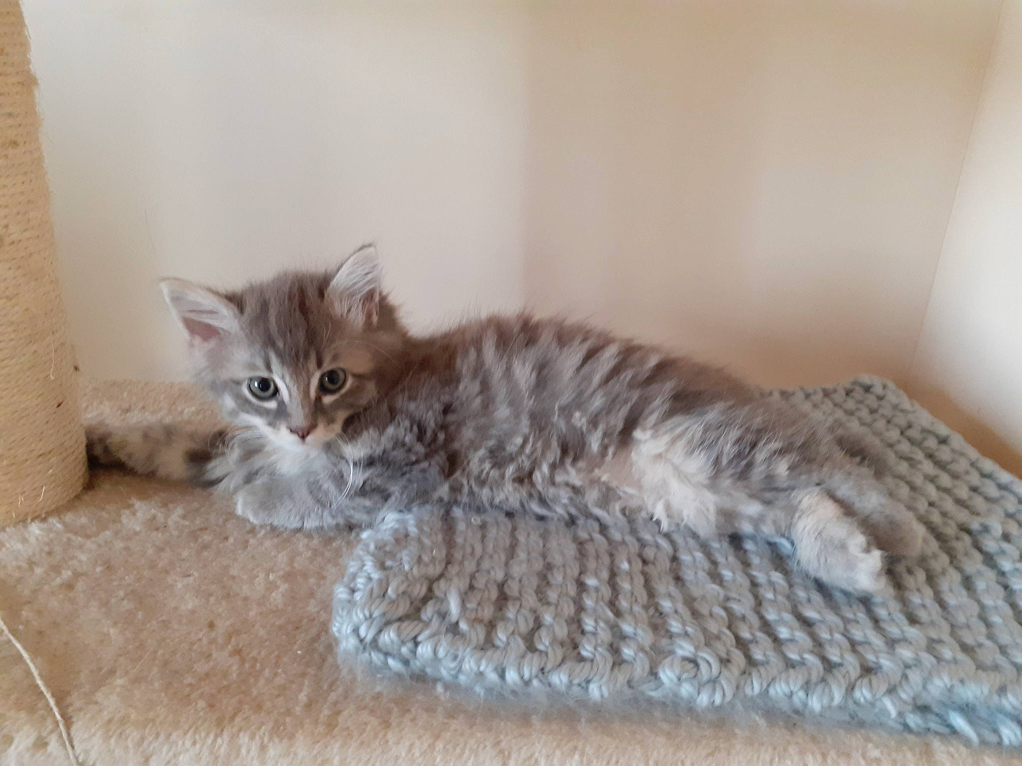 Maya