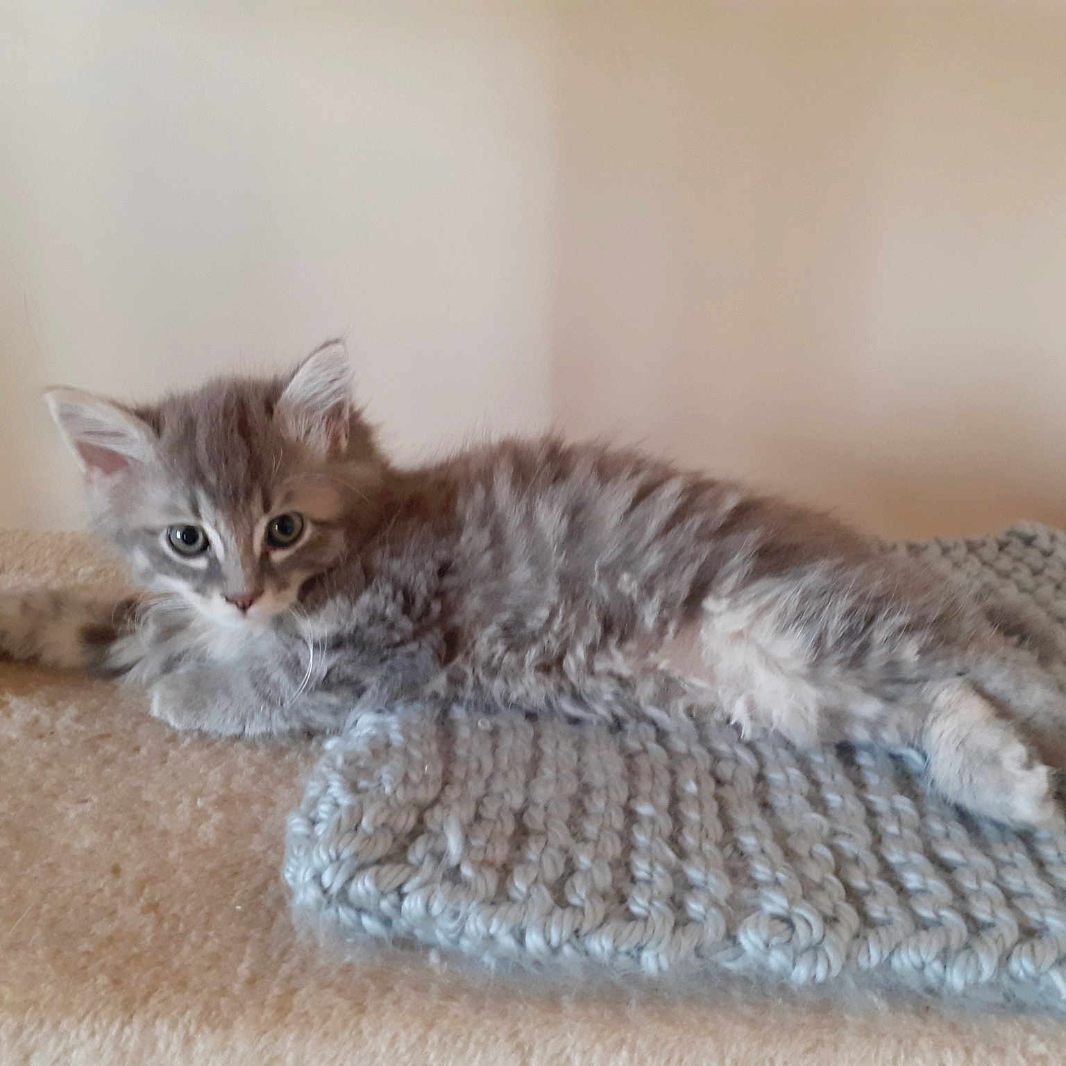 Maya