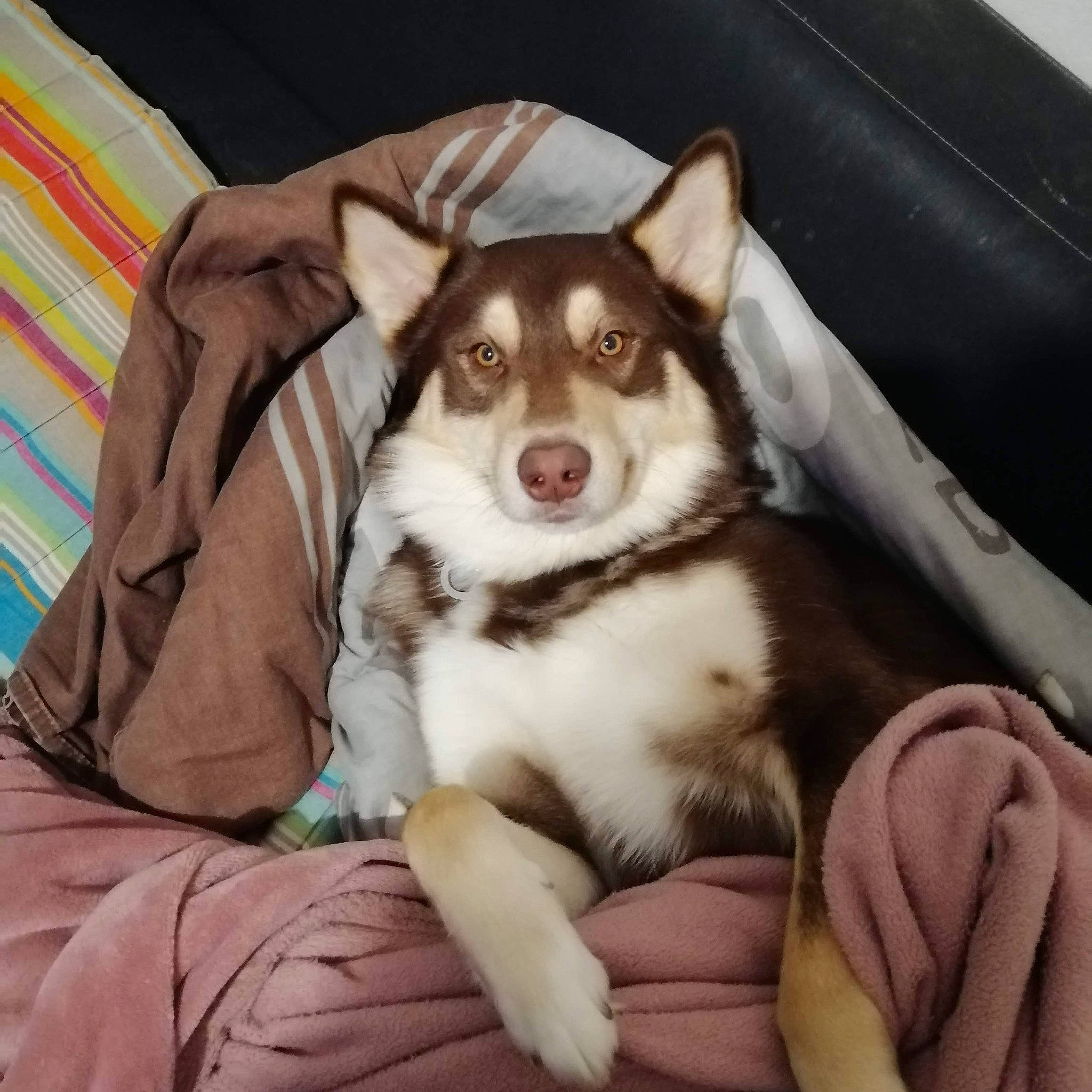 Omeo a rejoint le concours — aidez-le/la à gagner de superbes lots ! alaskan_malamute, canidae, carnivore, companion_dog, dog, dog_breed, labrador_husky, mammal, miniature_siberian_husky, northern_inuit_dog, puppy, rare_breed_dog, sakhalin_husky, seppala_siberian_sleddog, siberian_husky, sled_dog, snout, tamaskan_dog, vertebrate, wolfdog