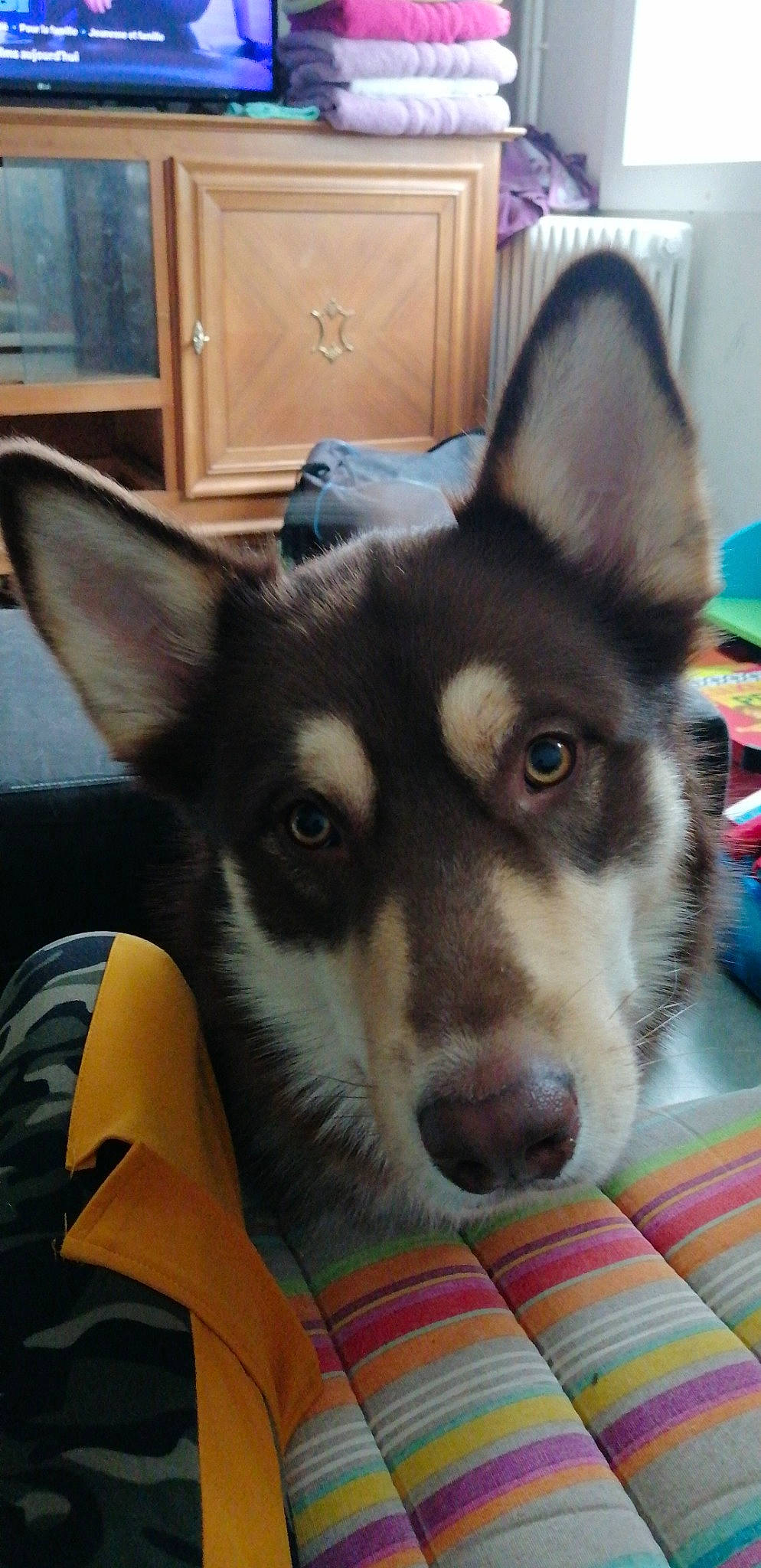 Omeo a rejoint le concours — aidez-le/la à gagner de superbes lots ! alaskan_malamute, canidae, carnivore, dog, dog_breed, east_siberian_laika, eye, mammal, miniature_siberian_husky, northern_inuit_dog, nose, sakhalin_husky, seppala_siberian_sleddog, siberian_husky, sled_dog, snout, tamaskan_dog, vertebrate, whiskers, wolfdog