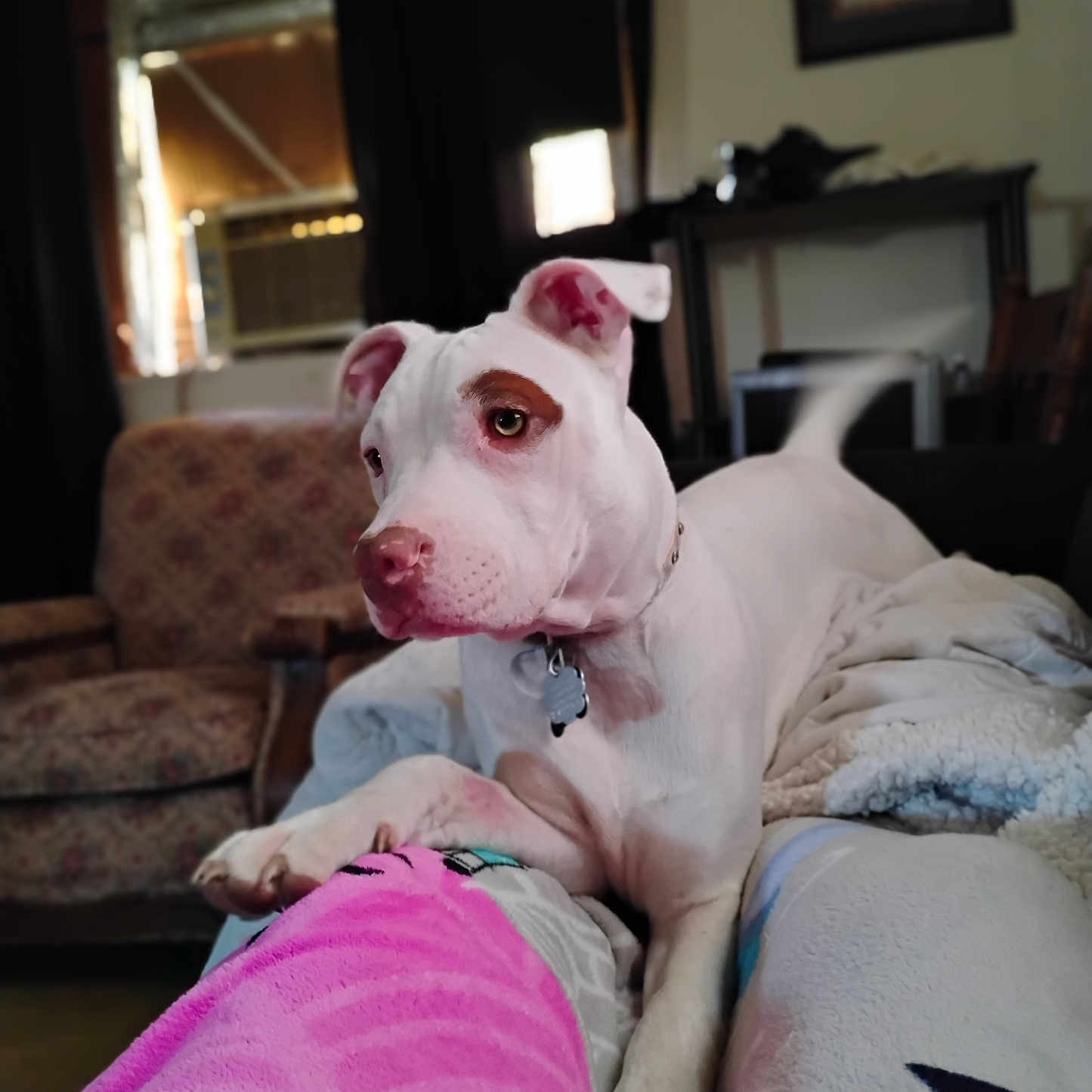 Sassy joined the competition — help win amazing prizes! animal, blanket, brown_patch, canine, chair, collar, comfort, couch, cozy, dog, furniture, home, indoor, living_room, pet, pet_tag, relaxed, soft_lighting, tail, white_dog