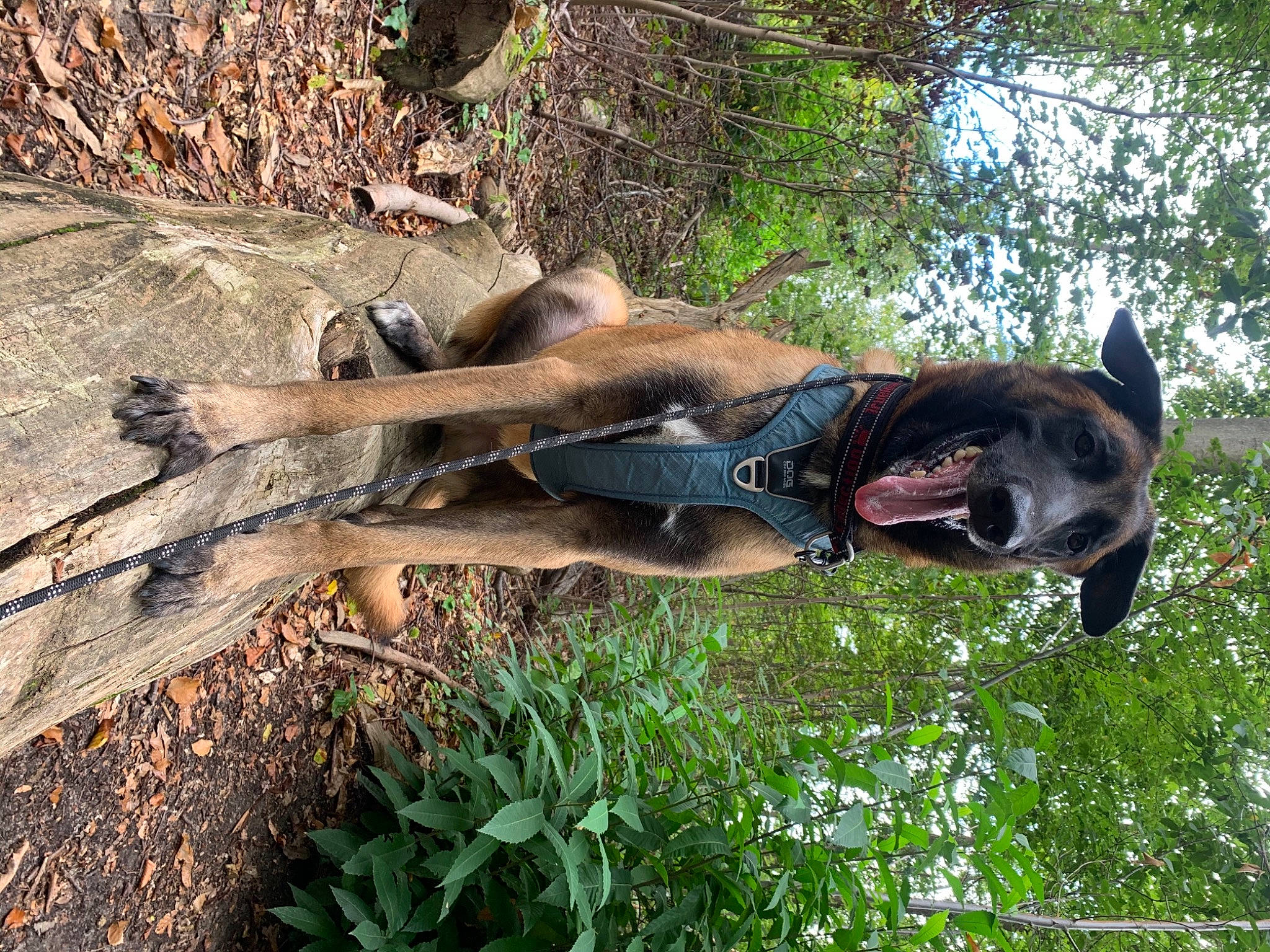 éros participe au concours pour gagner de l'argent avec cette photo : carnivore, dog, dog_breed, fawn, fur, grass, guard_dog, jungle, natural_material, plant, plant_stem, tail, terrestrial_animal, terrestrial_plant, tree, trunk, twig, wildlife, wood, working_animal