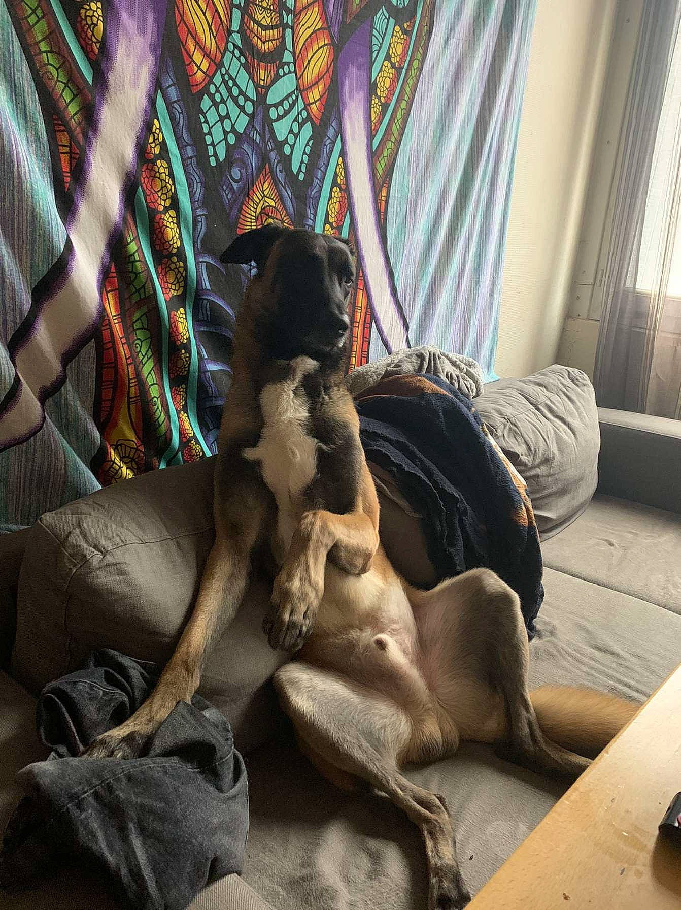 éros participe au concours pour gagner de l'argent avec cette photo : bedding, carnivore, comfort, companion_dog, curtain, dog, dog_breed, fawn, flooring, fur, human_leg, linens, nap, pattern, room, sitting, sporting_group, tints_and_shades, window, wood