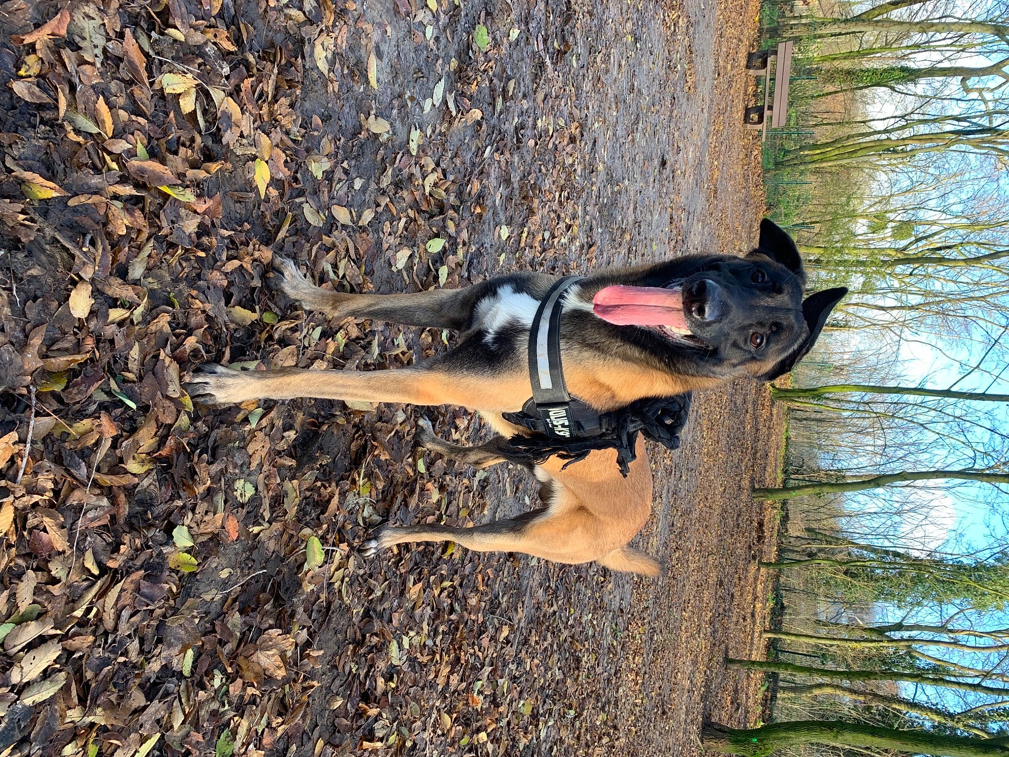 éros a rejoint le concours — aidez-le/la à gagner de superbes lots ! adventure, canidae, carnivore, dog, dress, fawn, forest, grass, landscape, leisure, people_in_nature, plant, recreation, sky, soil, sporting_group, tree, trunk, wood, woodland