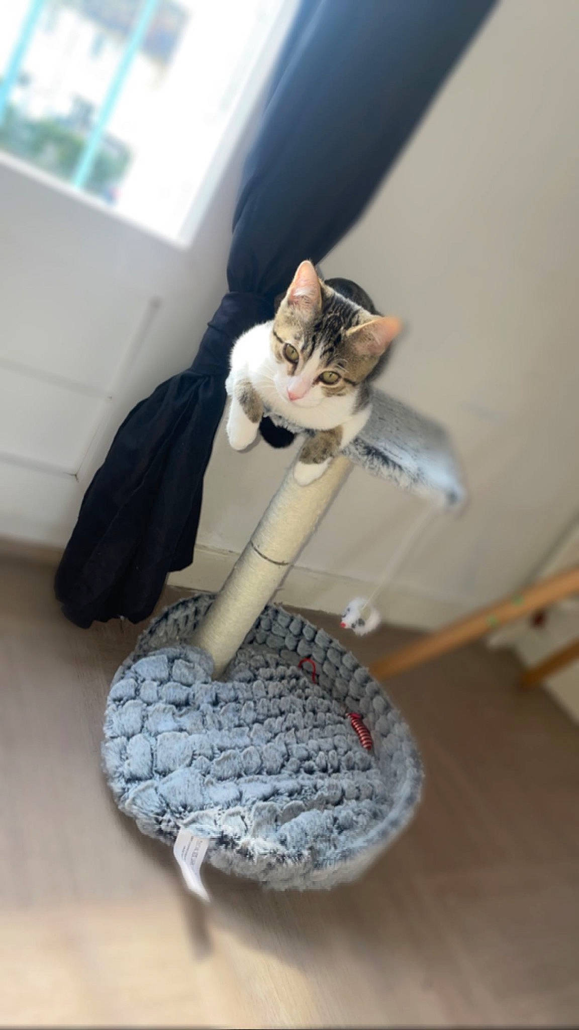 George a rejoint le concours — aidez-le/la à gagner de superbes lots ! art, carnivore, cat, cat_supply, domestic_short_haired_cat, fashion_accessory, fawn, felidae, flooring, fur, pattern, plant, room, small_to_medium_sized_cats, table, tail, thread, whiskers, window, wood