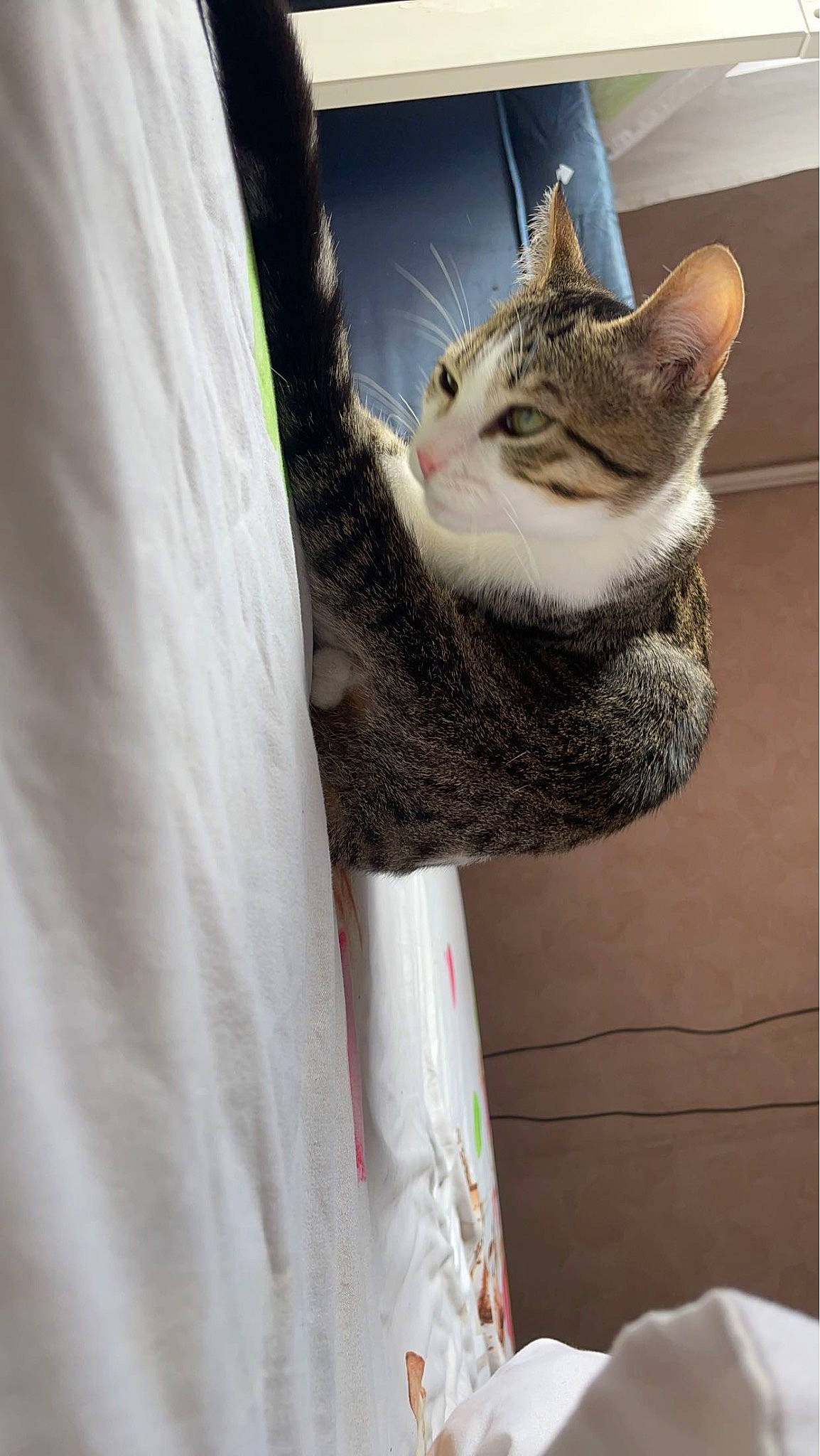 George a rejoint le concours — aidez-le/la à gagner de superbes lots ! carnivore, cat, cat_supply, claw, domestic_short_haired_cat, fawn, felidae, fur, paw, small_to_medium_sized_cats, snout, tail, whiskers, window