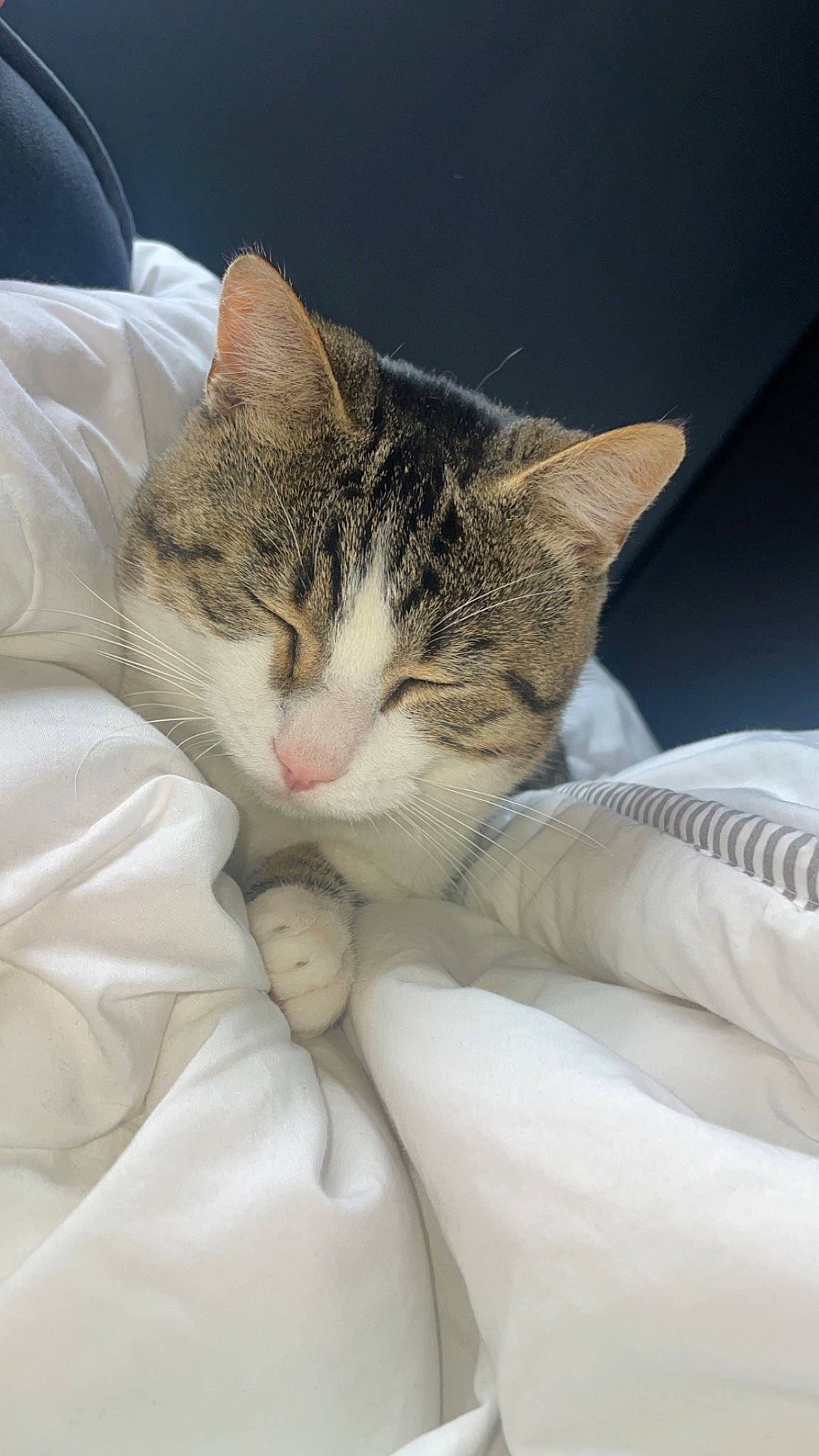 George participe au concours pour gagner de l'argent avec cette photo : bed, bedding, carnivore, cat, claw, comfort, domestic_short_haired_cat, ear, fawn, felidae, fur, linens, nap, paw, sitting, sleep, small_to_medium_sized_cats, snout, tail, whiskers