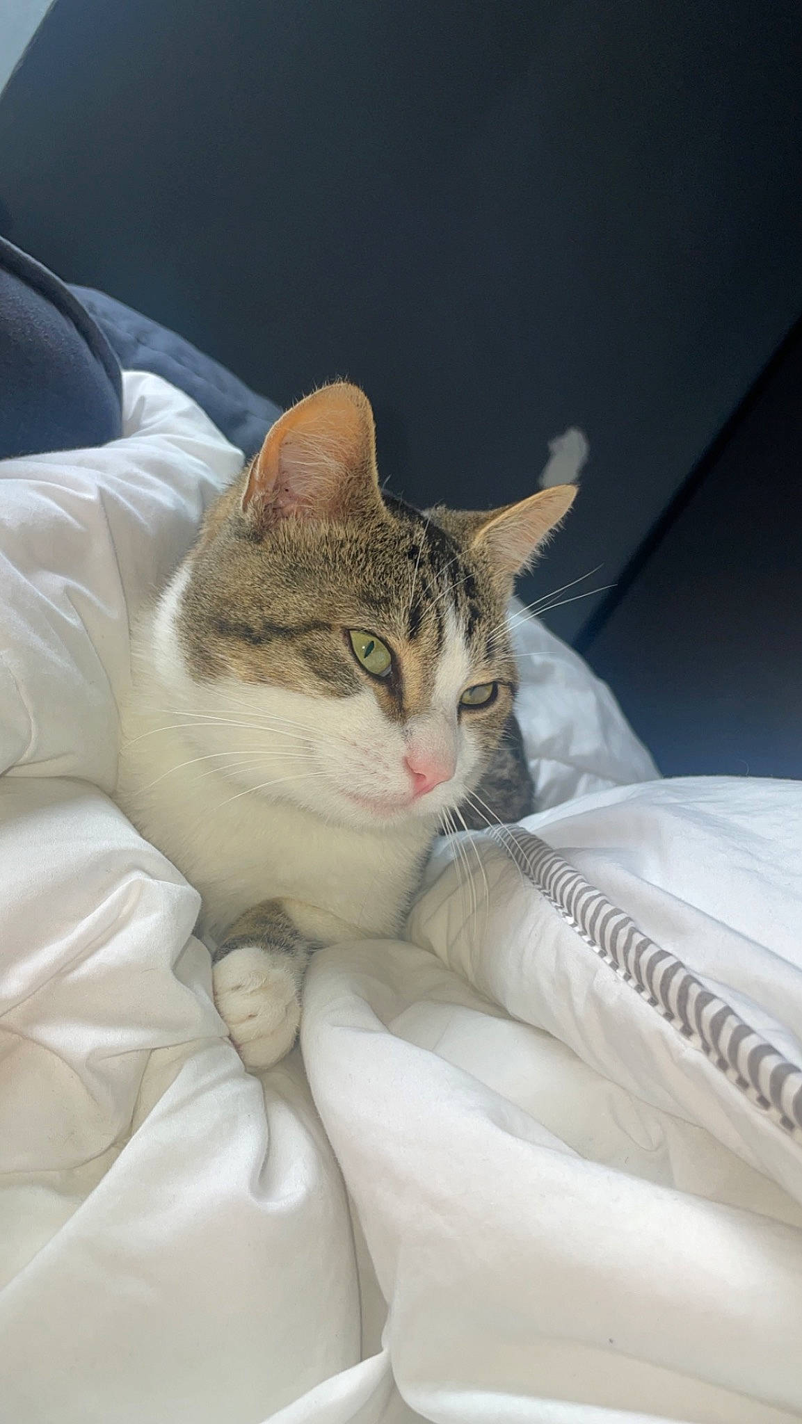 George a rejoint le concours — aidez-le/la à gagner de superbes lots ! carnivore, cat, claw, comfort, domestic_short_haired_cat, fawn, felidae, fur, linens, nap, paw, photo_caption, sitting, small_to_medium_sized_cats, snout, tail, terrestrial_animal, whiskers