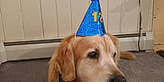 Jacob joined the competition — help win amazing prizes! animal, bandana, banner, birthday, blue, canine, carpet, celebration, cute, decorations, dog, fur, golden_retriever, house, indoor, mammal, party_hat, pet, portrait, sitting