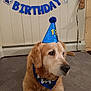 dog, golden_retriever, birthday, party_hat, bandana, carpet, indoor, celebration, pet, animal, canine, decorations, banner, blue, fur, sitting, portrait, mammal, house, cute