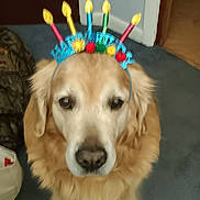 Jacob is registered to the contest to win money with this photo: animal, birthday, canine, carpet, celebration, colorful, cute, dog, domestic_animal, ears, face, fur, golden_retriever, headband, household, indoor, looking, nose, pet, portrait