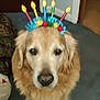 Jacob is registered to the contest to win money with this photo: animal, birthday, canine, carpet, celebration, colorful, cute, dog, domestic_animal, ears, face, fur, golden_retriever, headband, household, indoor, looking, nose, pet, portrait