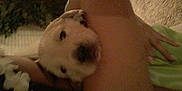 Jacob is registered to the contest to win money with this photo: affection, arm, blanket, blurry, closeup, cozy, cute, dim, dog, fur, green, hand, indoor, light, person, pet, puppy, resting, snuggling, warmth