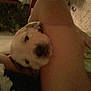 Jacob is registered to the contest to win money with this photo: affection, arm, blanket, blurry, closeup, cozy, cute, dim, dog, fur, green, hand, indoor, light, person, pet, puppy, resting, snuggling, warmth