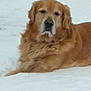Jacob is registered to the contest to win money with this photo: dog, golden_retriever, snow, outdoor, animal, pet, fur, lying_down, calm, winter, nature, mammal, canine, cold, quiet, resting, background, road, daylight, portrait