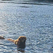 Jacob is registered to the contest to win money with this photo: animal, calm, daytime, dog, fur, golden_retriever, head, lake, leisure, mammal, nature, outdoor, pet, recreation, reflection, ripples, summer, swimming, water, wet