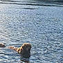 dog, golden_retriever, water, swimming, outdoor, lake, animal, pet, nature, ripples, calm, summer, daytime, mammal, wet, head, fur, reflection, recreation, leisure