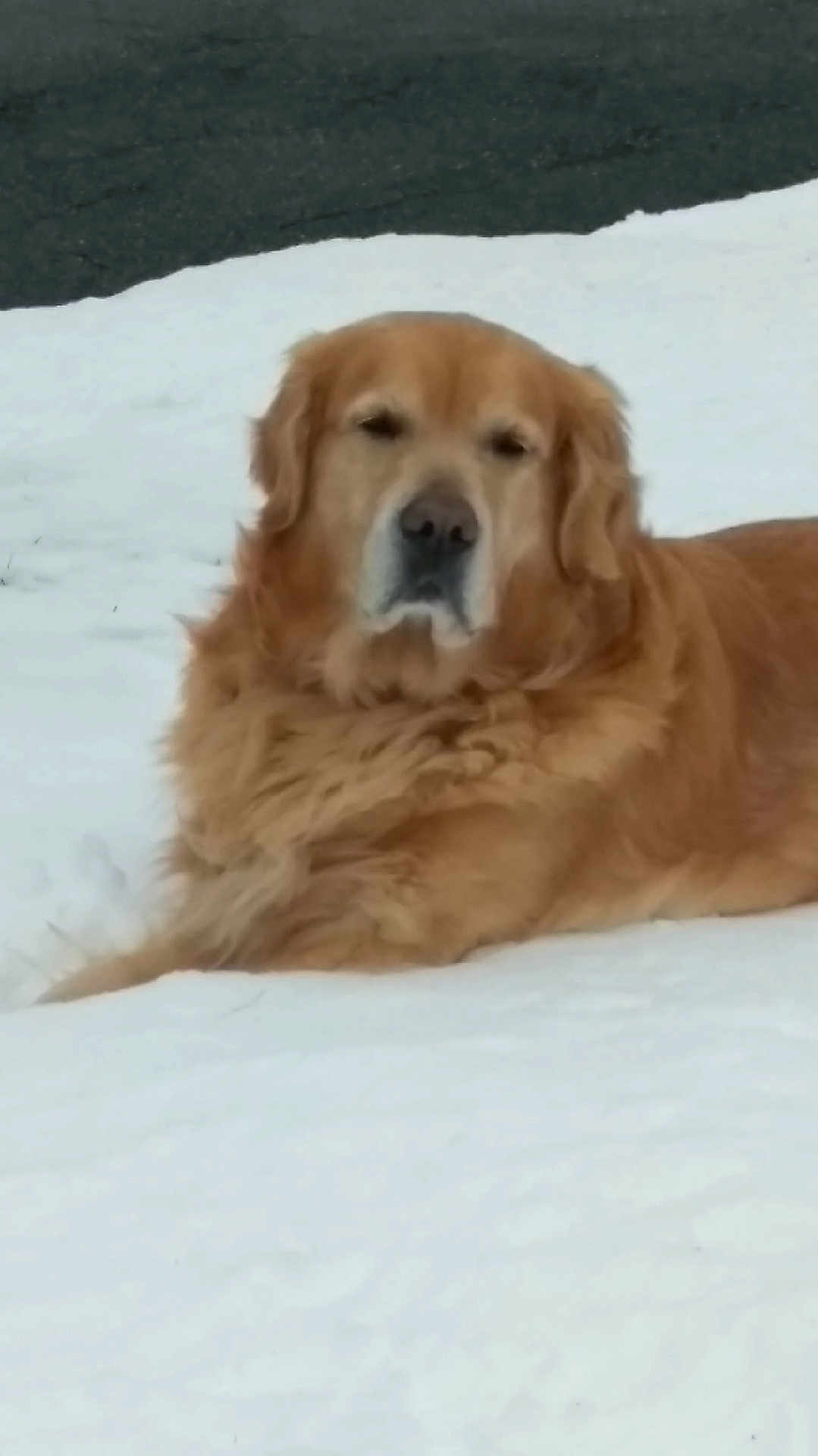 Jacob joined the competition — help win amazing prizes! dog, golden_retriever, snow, outdoor, animal, pet, fur, lying_down, calm, winter, nature, mammal, canine, cold, quiet, resting, background, road, daylight, portrait