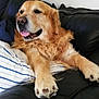 dog, golden_retriever, pet, animal, couch, leather, pillow, striped, relaxed, tongue_out, indoor, fur, paw, smiling, resting, domestic_animal, canine, companion, cute, friendly