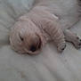 Jacob joined the competition — help win amazing prizes! adorable, animal, blanket, canine, cozy, cute, dog, fur, indoors, lying_down, nap, peaceful, pet, puppy, resting, sleeping, small, soft, white, young