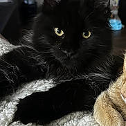 Paisley joined the competition — help win amazing prizes! cat, black_cat, orange_cat, feline, pet, indoor, blanket, cozy, fur, whiskers, paws, relaxed, closeup, mammal, animal, cute, eyes, resting, companion, soft