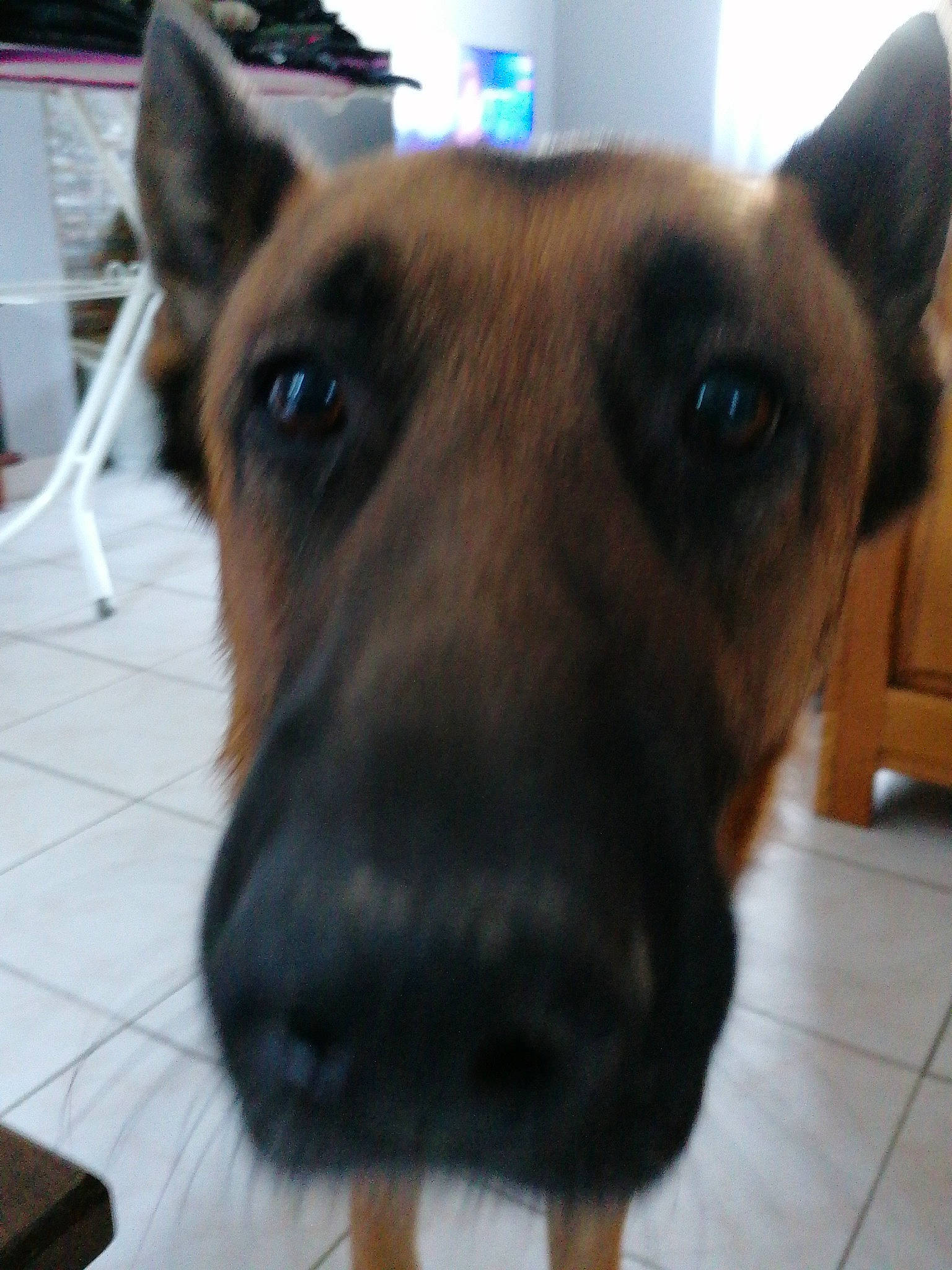 Oslo participe au concours pour gagner de l'argent avec cette photo : canidae, carnivore, collar, companion_dog, dog, dog_breed, ear, eye, fawn, fur, german_shepherd_dog, herding_dog, jaw, liver, old_german_shepherd_dog, pet_supply, snout, sporting_group, whiskers, working_animal