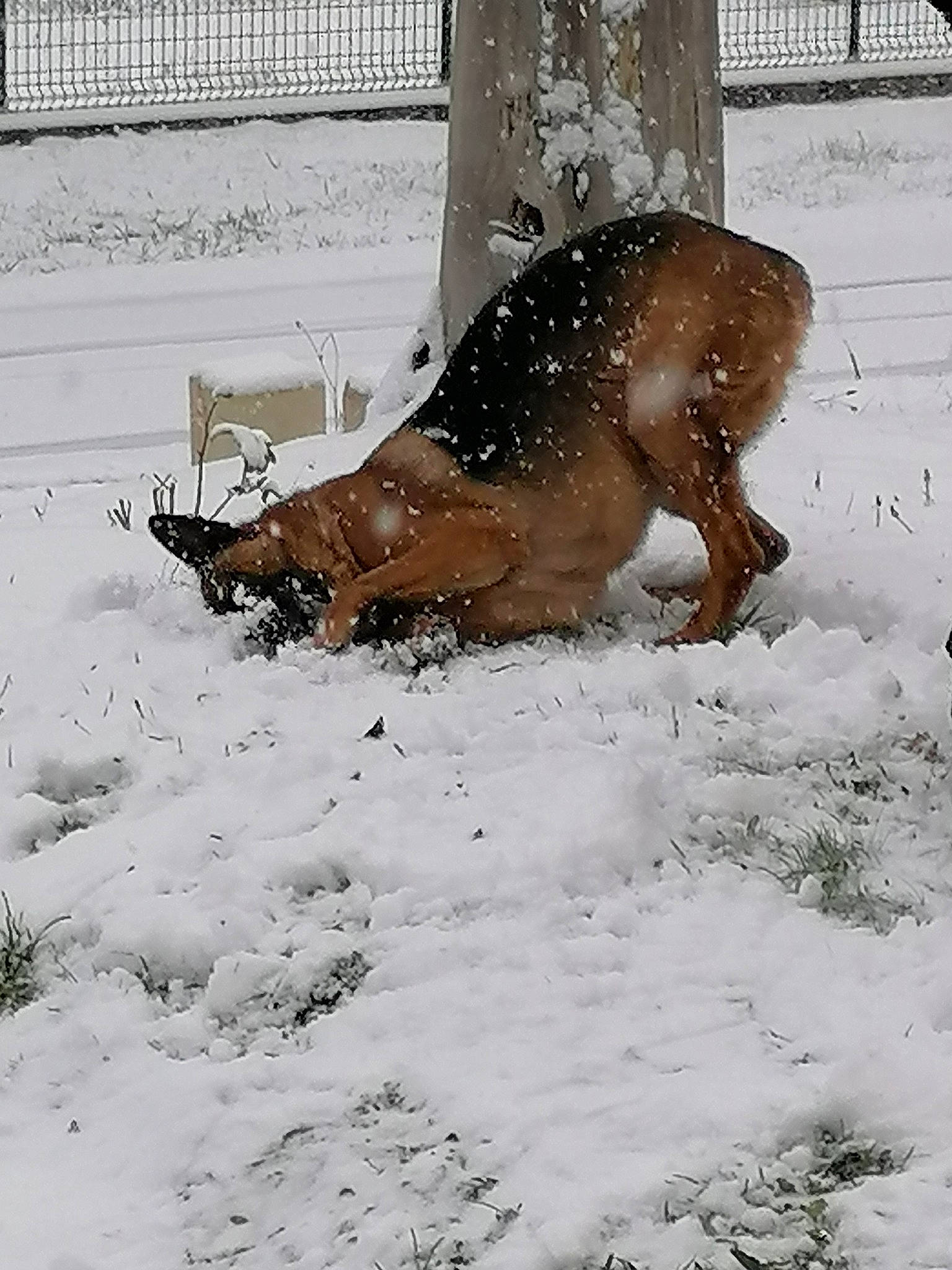 Oslo participe au concours pour gagner de l'argent avec cette photo : art, canidae, carnivore, dog, dog_breed, fawn, freezing, fur, hunting_dog, liver, precipitation, snout, snow, sporting_group, tail, terrestrial_animal, wildlife, window, winter